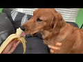 Golden retriever eats a banana!