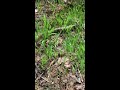 Ontario clover and feed oats deep woods deer food plot part 2