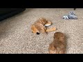 Mitsy & Finn’s Maltipoo Puppies 6 weeks