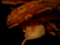 Blood python eating rat!