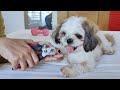 How to Groom Your Shih Tzu at Home (From Start to Finish)