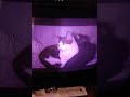 My kitties copied from a VHS tape.(1)