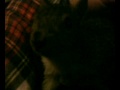 Squirrl in my Room