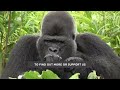 Rewilded Silverback Gorilla, Djala, Turns 40 Years Old