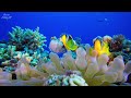 Aquarium 4K VIDEO (ULTRA HD)- Beautiful Coral Reef Fish With Relaxing Music For Stress Relief, Sleep