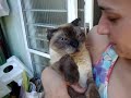 Goguinho, o nosso gatinho resgatado de 16 anos.