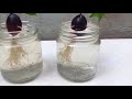 SUPER SPECIAL TECHNIQUE for propagating grapes with honey, super fast growth | Relax Garden
