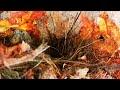 Tickell's blue flycatcher feeding chicks /Blue bird feeding babies