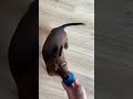 Using a dog vision filter to pick out a new dog toy!