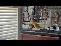 Lovebird Mango spreading wings - Why?