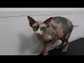 Our Special Today: Two Adorable Rotisserie Kitties | Sphynx Cats