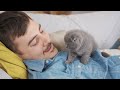 How Cats Apologize to Humans (NOT What You Think!)