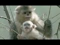 Mystery Monkeys of Shangri-La - Go Wild