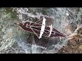 EPIC Spartan Ship  SEA BATTLE with Matches Chain Reaction