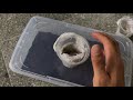 UNBOXING one of the MOST DANGEROUS TARANTULAs in the world (it is) !!! ~ [Tarantula Unboxing]