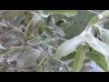 Aphids vs Diatomaceous Earth (and a hydroponic greenhouse update too)