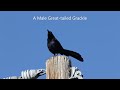 A Male Great-tailed Grackle Mating Calls (Birding8)