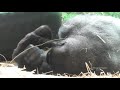Silverback Gorilla Father And Baby Daughter's Amazing Moments