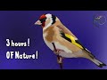 3 hours of Goldfinch Singing  Song 2018