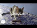 kucing Kembali Datang Meminta Makanan di KosanKu #cat #kucingliar #viral #youtube #kucingjalanan