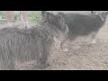 Dogs chasing toy in courtyard