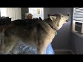 Stubborn Husky Won't Get Out of Bed