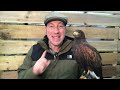How to befriend a hawk  - Different types of rearing and the manning process | Falconry Advice
