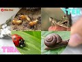 BELAJAR NAMA SERANGGA DALAM BAHASA INGGRIS | NAMES OF INSECT LEARN ANIMALS NAMA BINATANG NAMA HEWAN