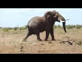 Elephant Charge - Ivan Carter