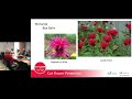 Grow These Top Perennial Cut Flowers!! Ball Seed Customer Days Education Series