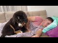 Bernese Mountain Dog Puppy Wakes Me Up!