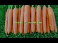 Amazing Health Benefits Of Carrots