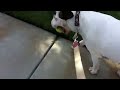 Bull Terrier walking with ball in mouth