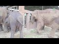 Elephants Run To Greeting A New Rescued Baby Elephant - ElephantNews