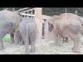 Elephants Run To Greeting A New Rescued Baby Elephant - ElephantNews