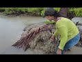Lucky - Found Giant Mud Crabs In Holes While Raining