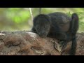 Costa Rica Jungle 4K - Beautiful Tropical Rainforest with Exotic Wildlife | Scenic Relaxation Film