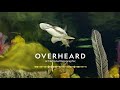 The Surprising Superpowers of Sharks | Podcast | Overheard at National Geographic