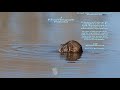 The Common Muskrat | Learn about Nature 📔