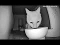 【20240711】 #Feeding cats  #rescue cats live #rescue cats and dogs #rescue cats videos