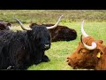 BEAUTIFUL SCOTLAND | Cinematic Vidéo