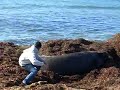 Asleep on a kelp mattress