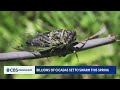 Trillions of cicadas could emerge this spring
