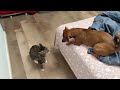 Funny and Crezy Cat and Dog Fight - Funny Cat - Crezy Dog - dog Fighting