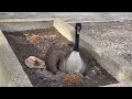 Goose hatches eggs in parking lot