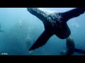 Underwater Piano Sanctuary: Find Inner Peace with Fish and Coral Reefs | 4K Ocean