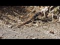 karmienie dzikich jaszczurów/feeding wilds lizards