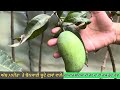 Bonsai Mangoes ਆਹ ਬੂਟੇ ਭਰ ਦਿੰਦੇ ਫਲਾਂ ਦੇ ਟੋਕਰੇ ,ਗੁਆਂਢੀ ਵੀ ਰਹਿ ਗਏ ਦੇਖਦੇ