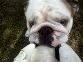 Benny the bulldog,,,playing with his soccer ball