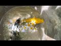 Amazing Catch Baby Lobsters In Small Ponds, Ornamental Fish, Catfish, Betta Fish | Fishing Video